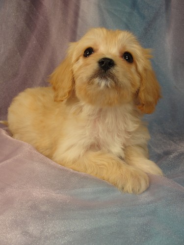 Female Cavachon puppy for sale #6 Born December 20, 2011